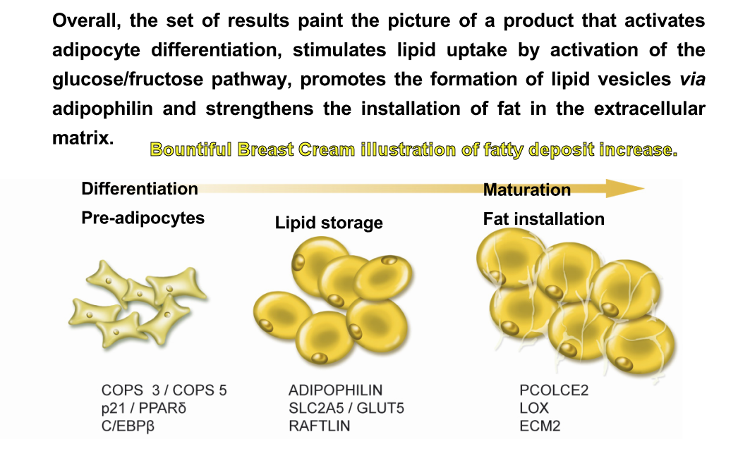 breast enlargement using breast cream